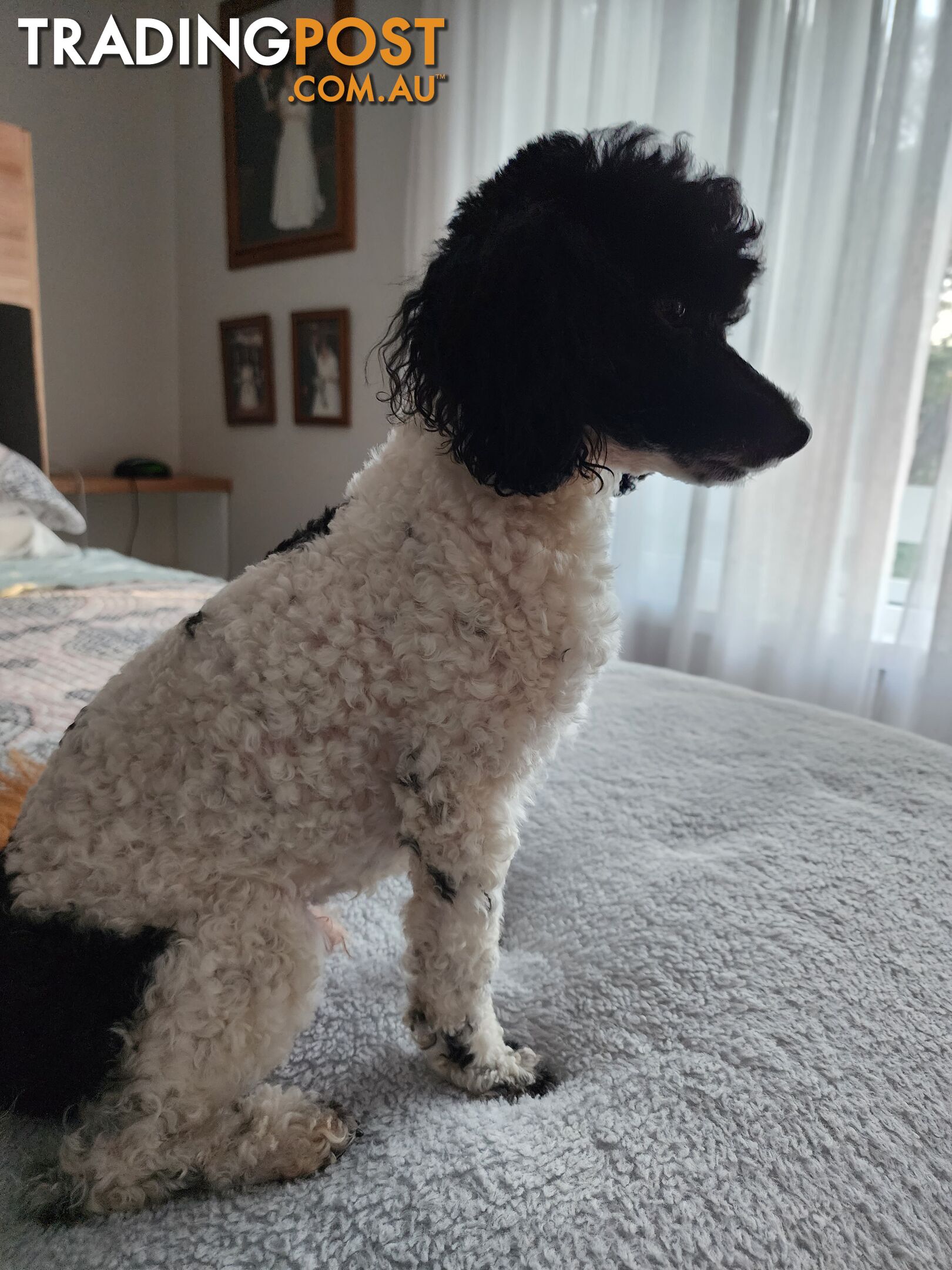 PURE BRED TOY PARTI  POODLE FOR STUD DNA CLEAR