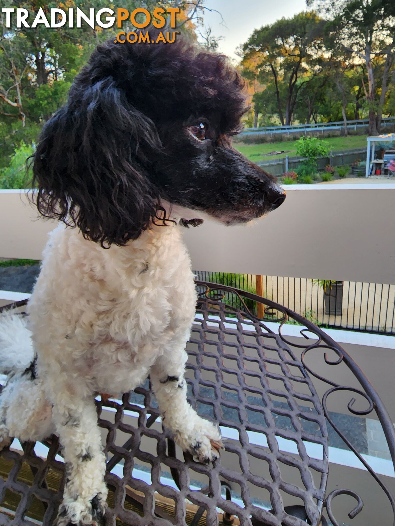 PURE BRED TOY PARTI  POODLE FOR STUD DNA CLEAR