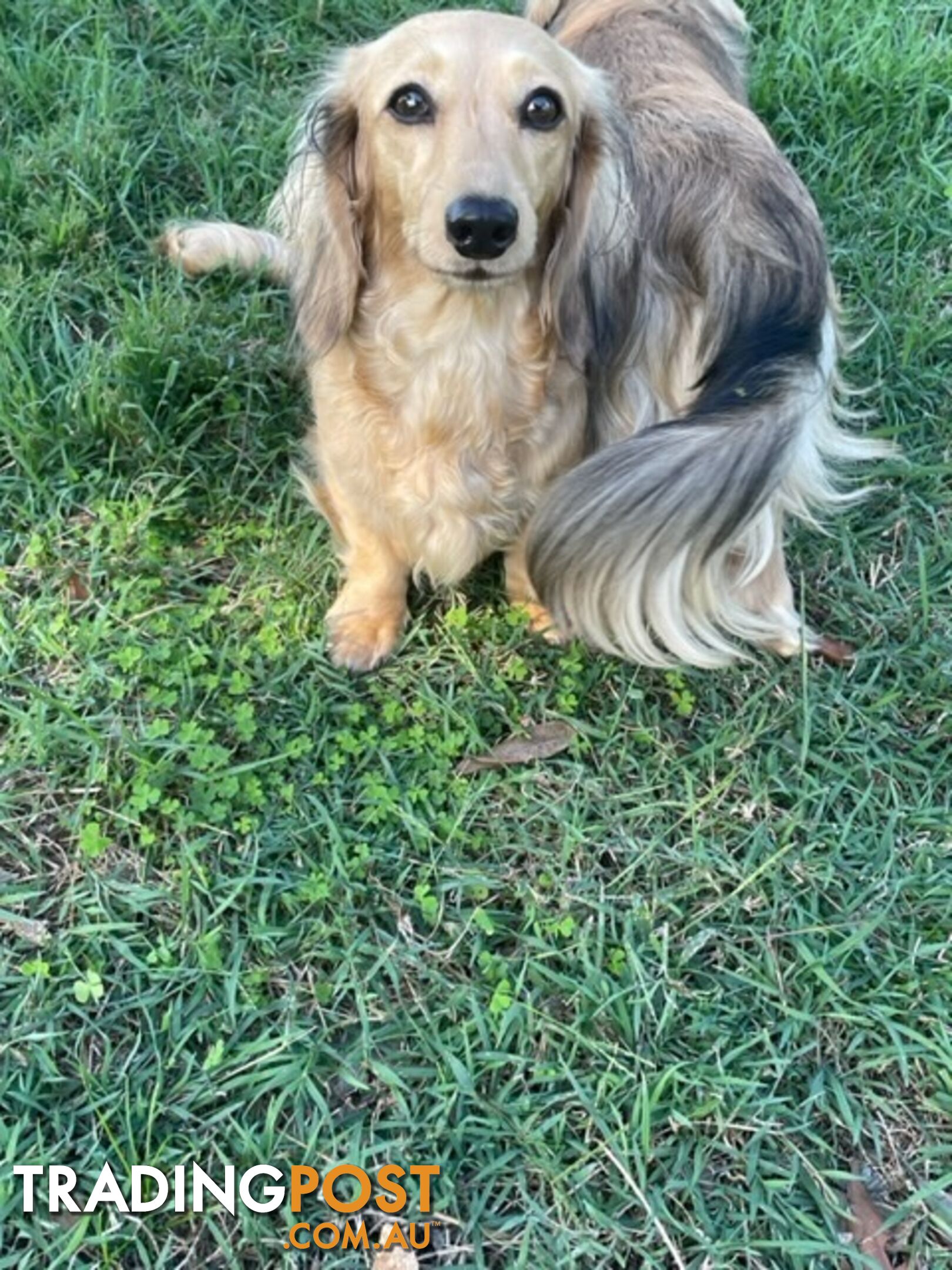 Long Hair Dachshund Puppies