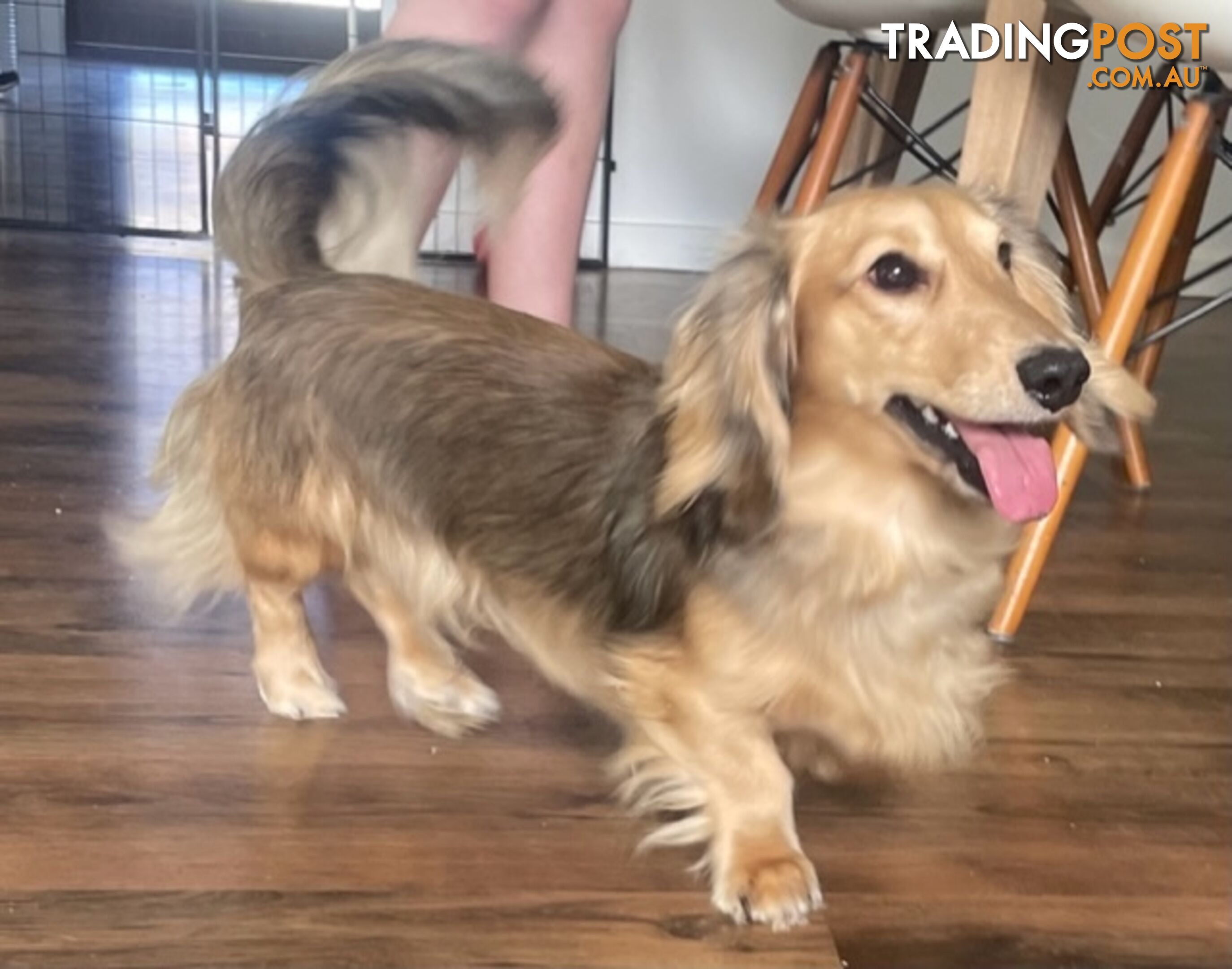 Long Hair Dachshund Puppies