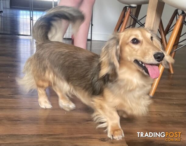 Long Hair Dachshund Puppies