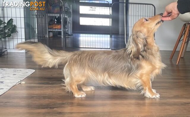 Long Hair Dachshund Puppies