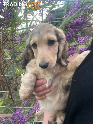 Long Hair Dachshund Puppies