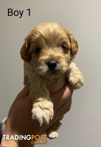 Spoodle puppy miniature (similar to cavoodle moodle poodle)