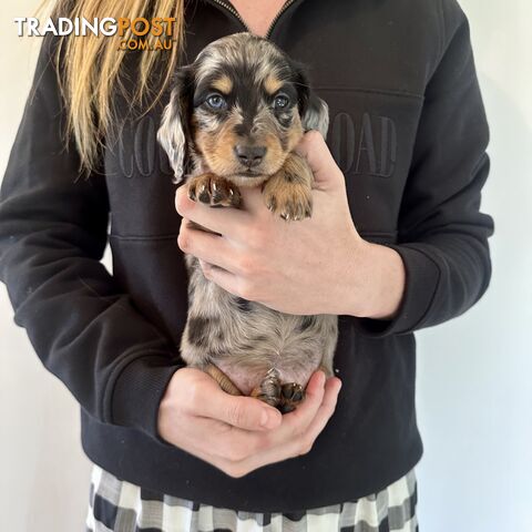 Long Hair Miniature Dachshund Puppies
