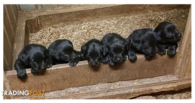 6 black female Labrador puppies