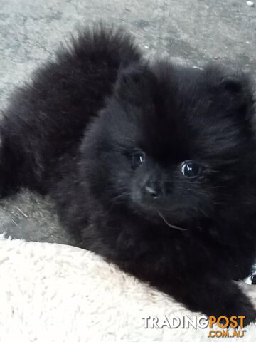 Pure-bred Pomeranian Puppy