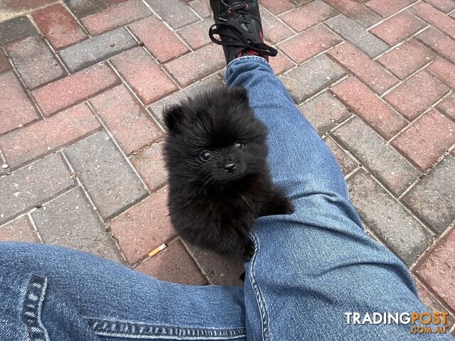 Rare tiny Pomeranian