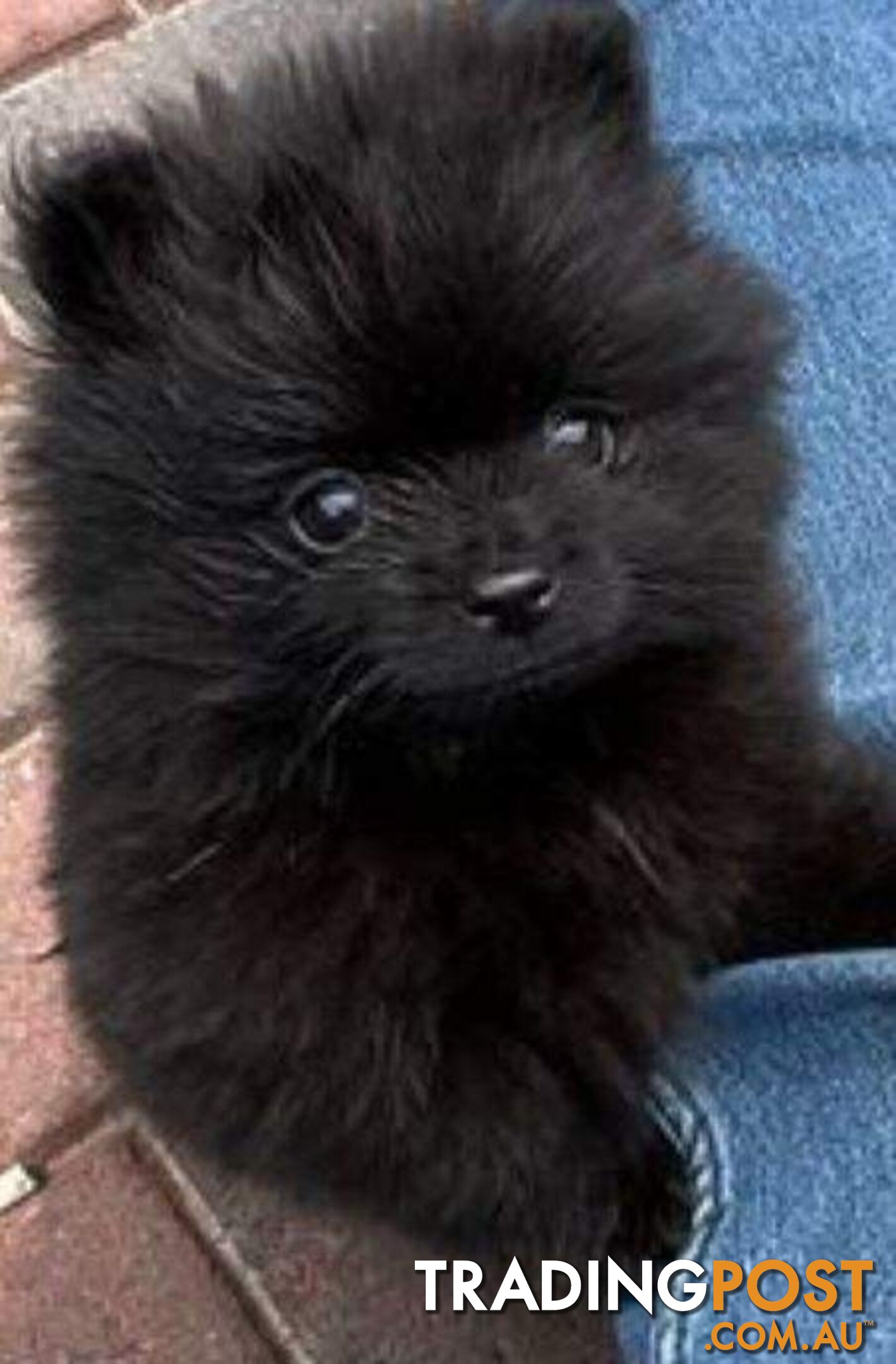 Rare tiny Pomeranian