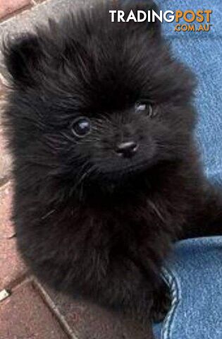 Purebred black Pomeranian puppy