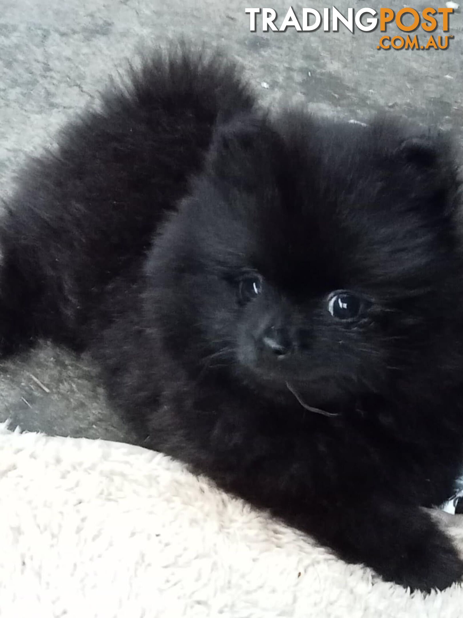 Rare tiny Pomeranian