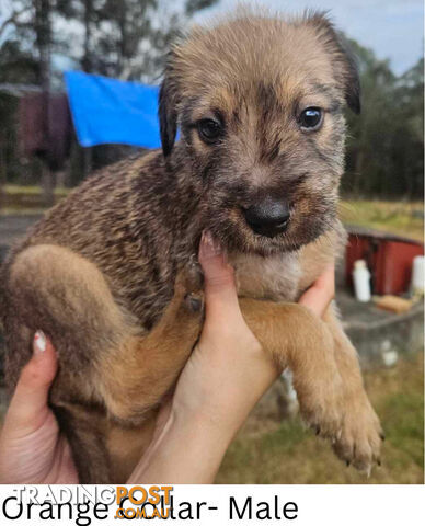 Wolfhound X Deerhound Puppies