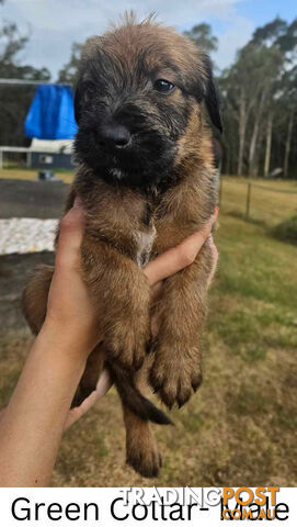 Wolfhound X Deerhound Puppies