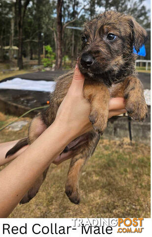 Wolfhound X Deerhound Puppies