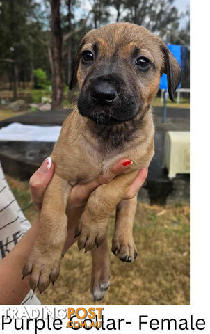 Wolfhound X Deerhound Puppies