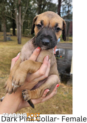 Wolfhound X Deerhound Puppies