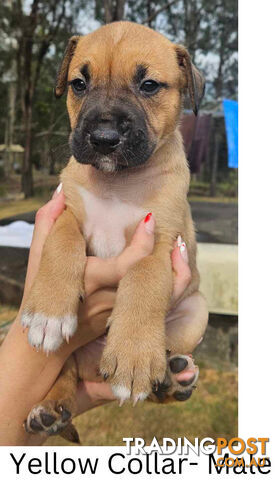 Wolfhound X Deerhound Puppies