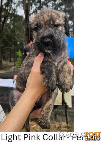 Wolfhound X Deerhound Puppies