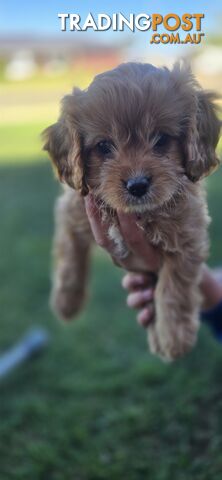 Xmas eve Cavoodles