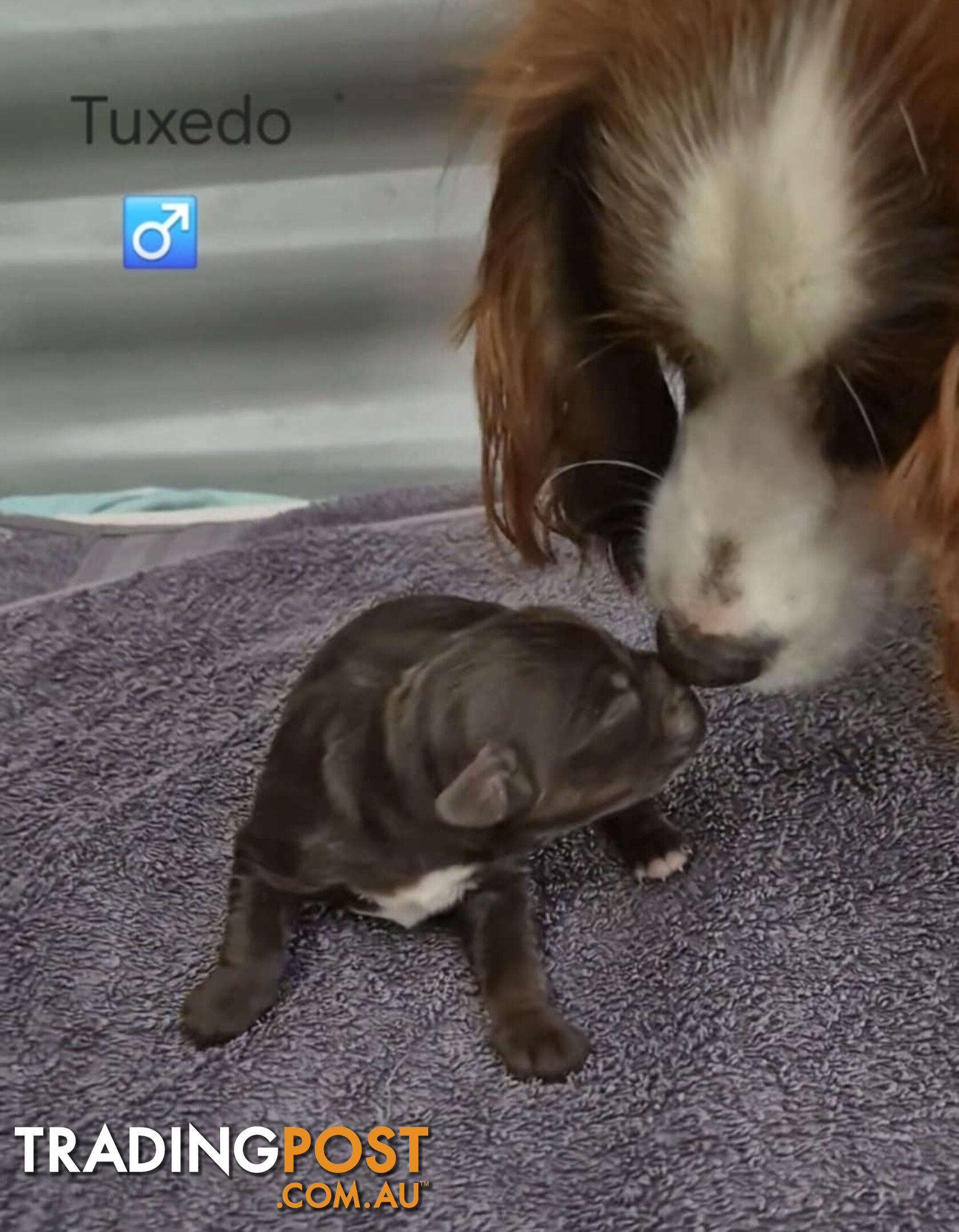 Small/Medium Aussie Labradoodle Puppies