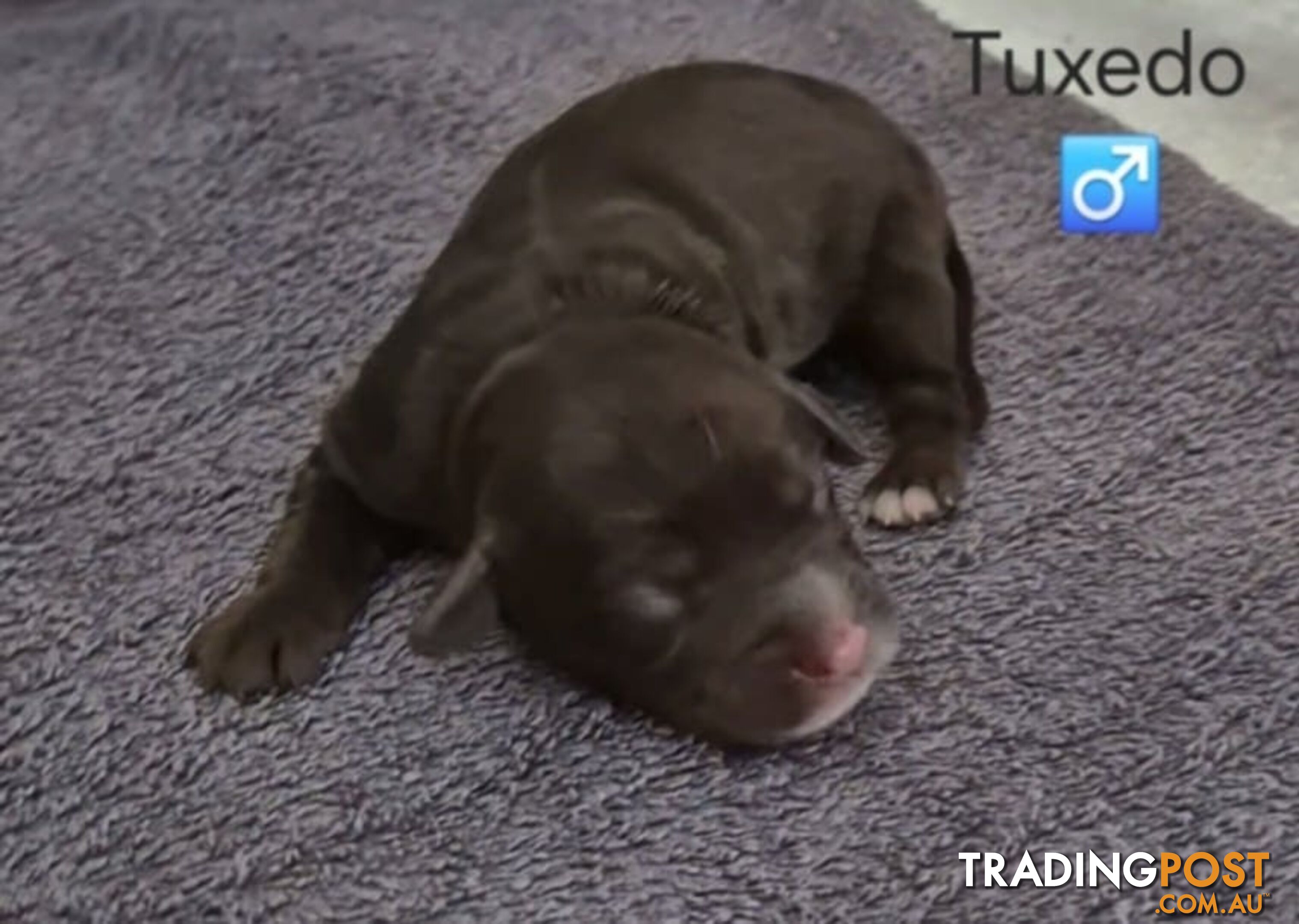 Small/Medium Aussie Labradoodle Puppies