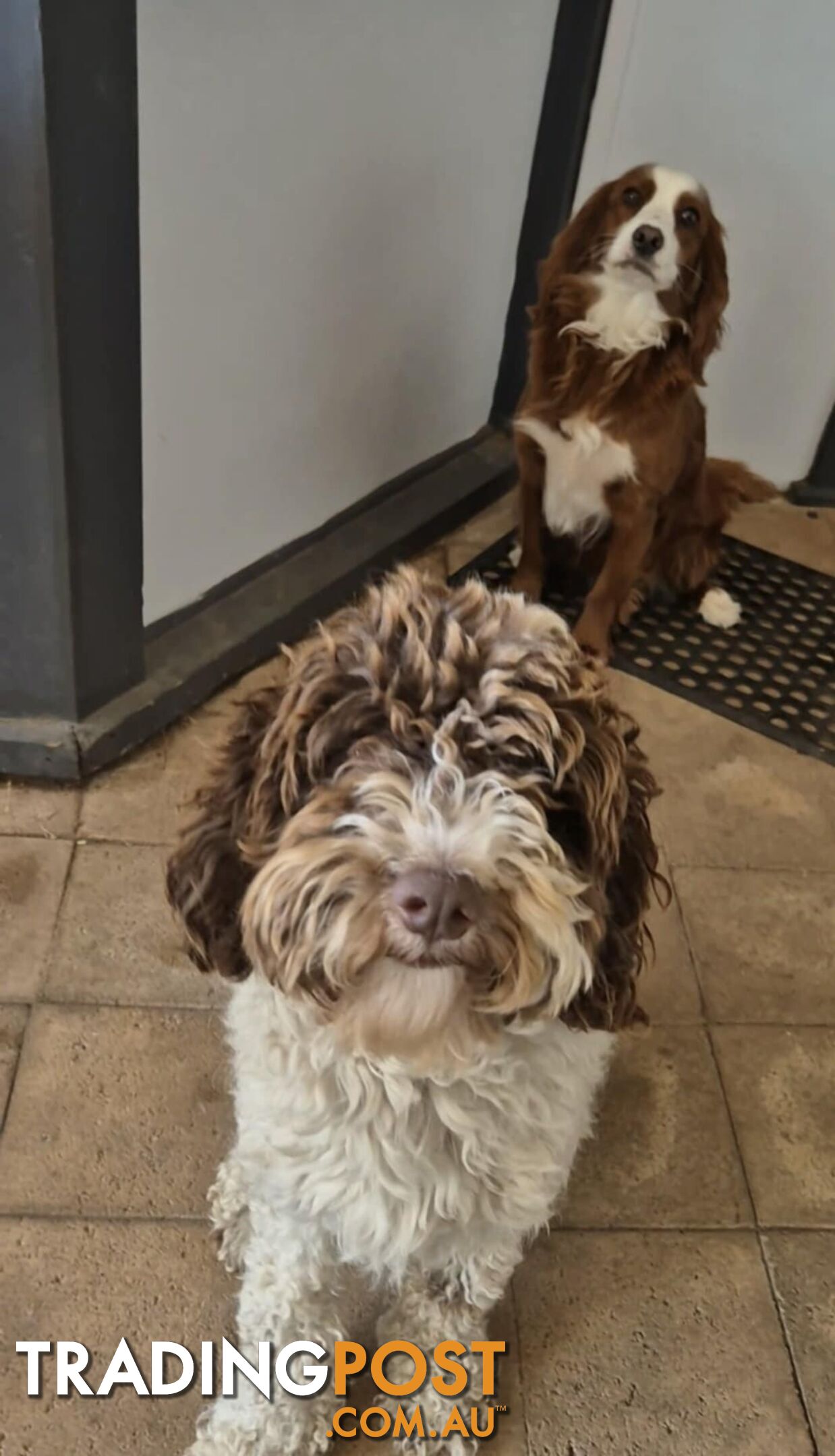 Small/Medium Aussie Labradoodle Puppies