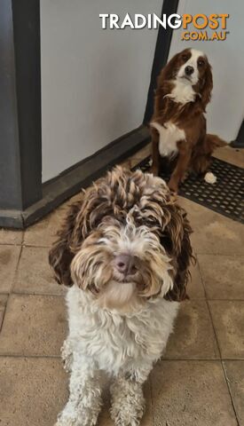 Small/Medium Aussie Labradoodle Puppies