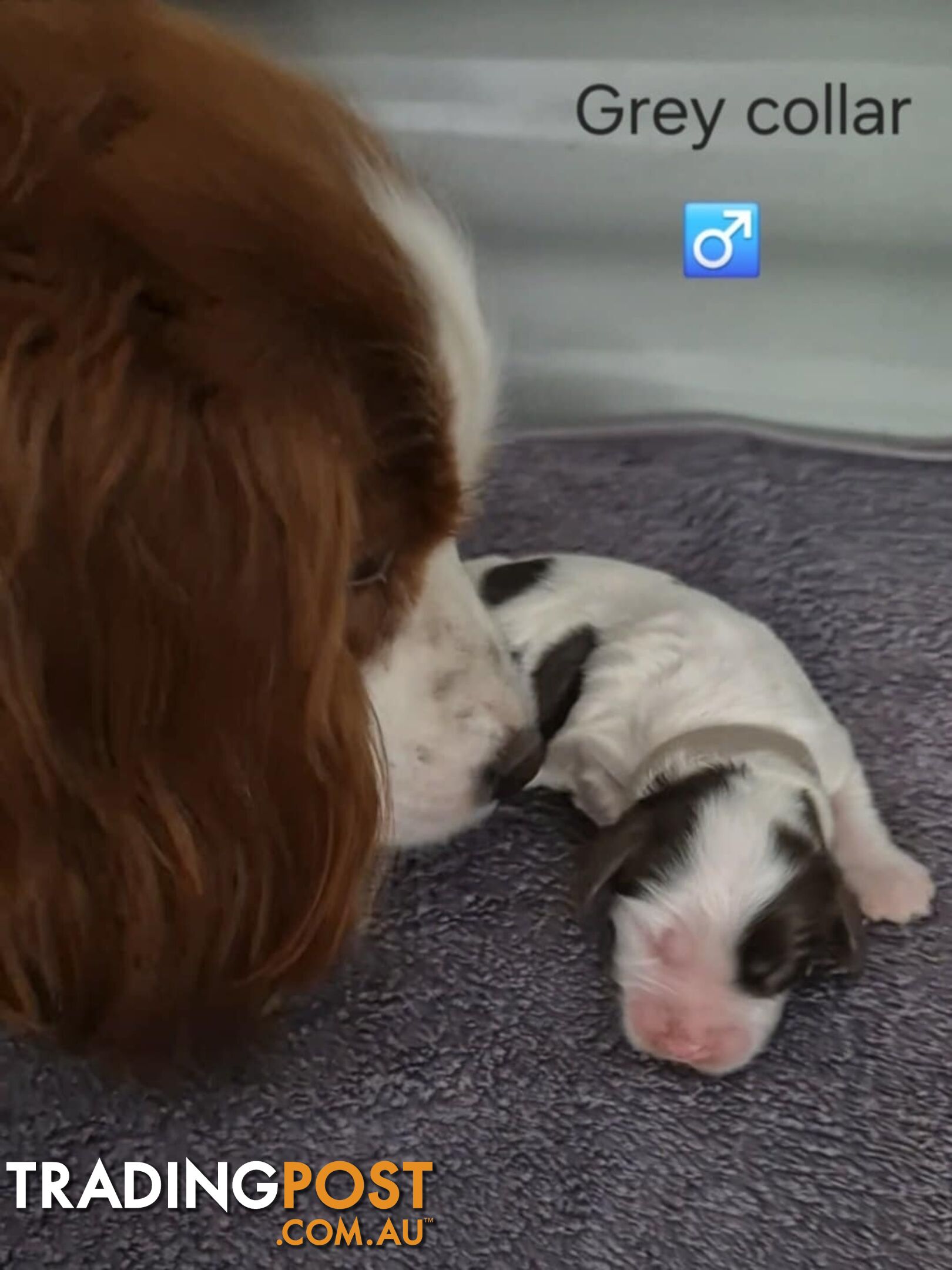 Small/Medium Aussie Labradoodle Puppies