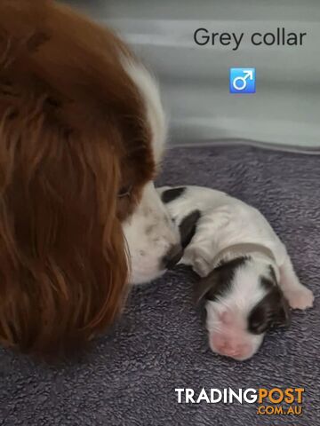 Small/Medium Aussie Labradoodle Puppies