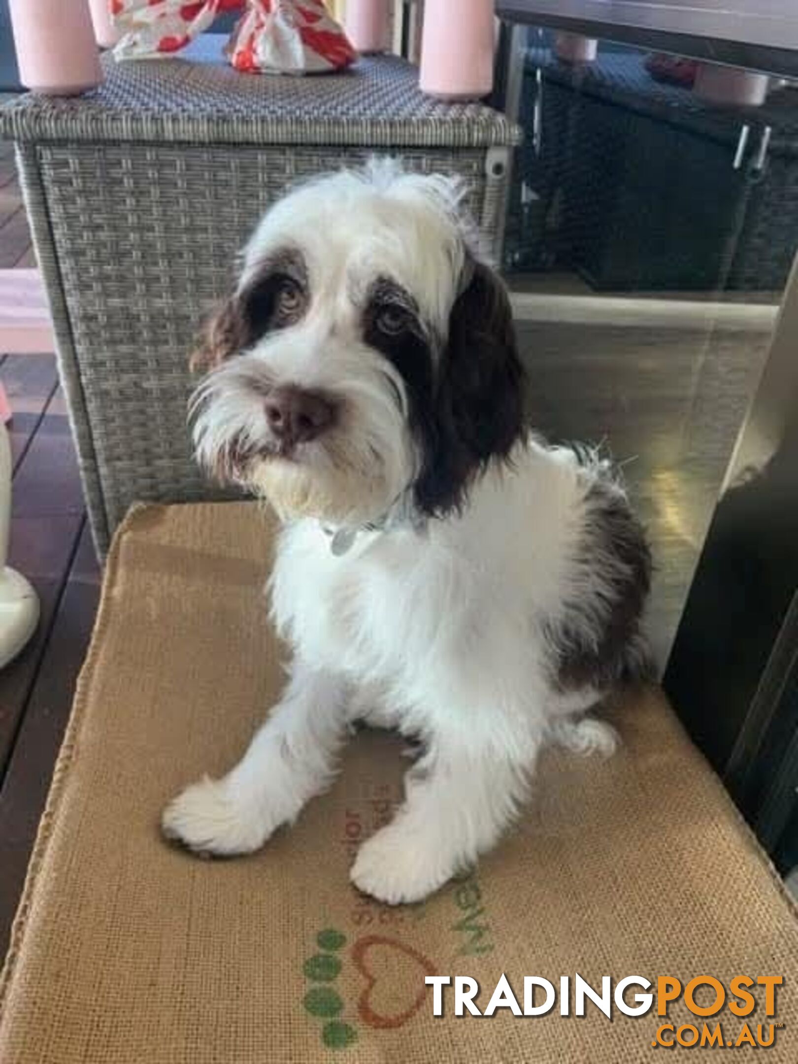 Small/Medium Aussie Labradoodle Puppies