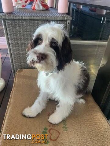 Small/Medium Aussie Labradoodle Puppies