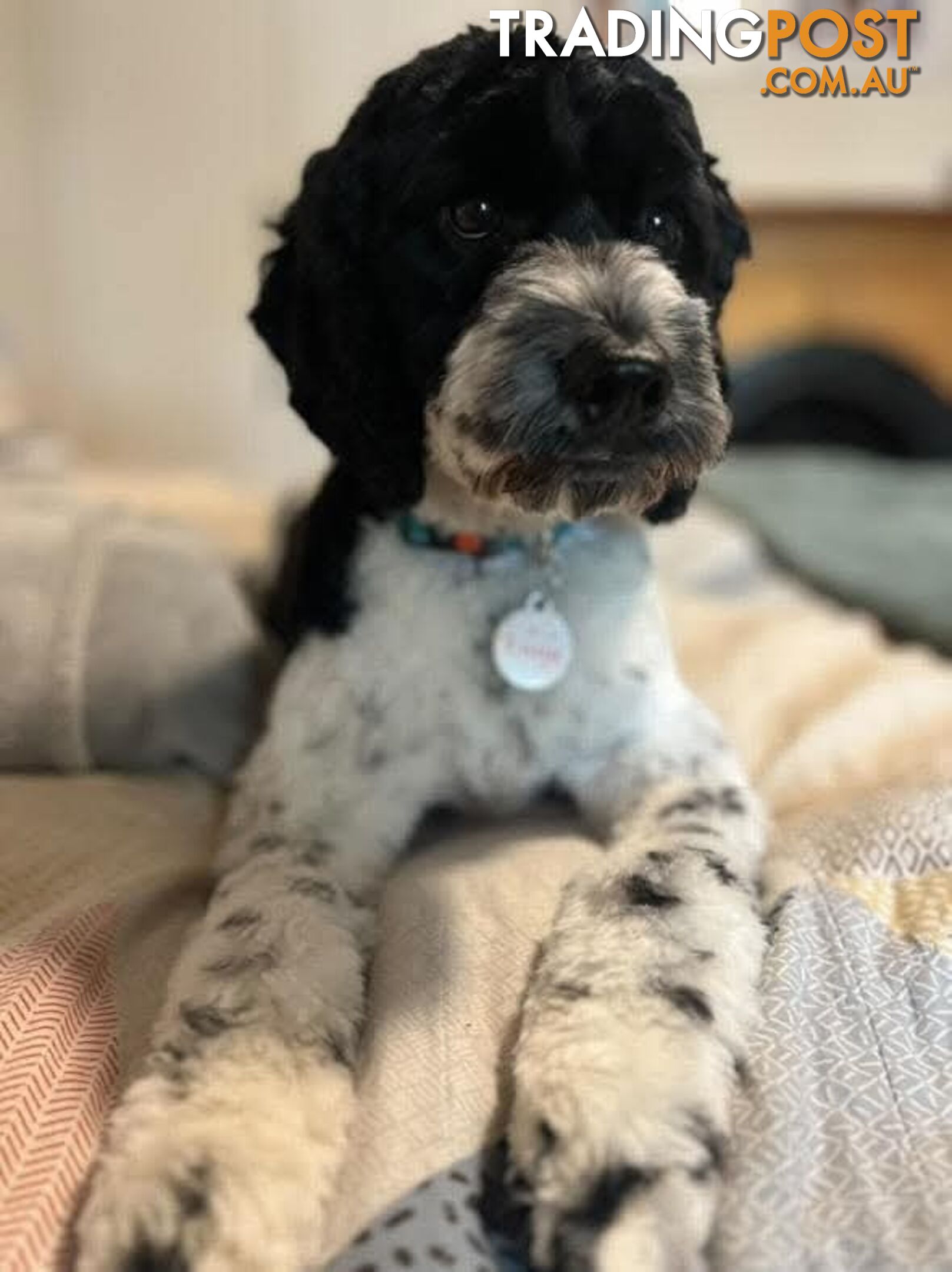 Small/Medium Aussie Labradoodle Puppies