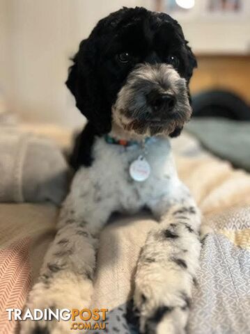 Small/Medium Aussie Labradoodle Puppies