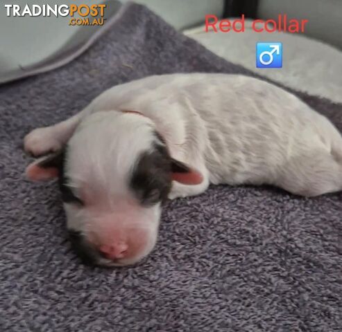 Small/Medium Aussie Labradoodle Puppies