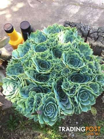 Natural and artificial plants. - photo 5 of 10