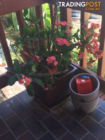 Natural and artificial plants. - photo 3 of 10