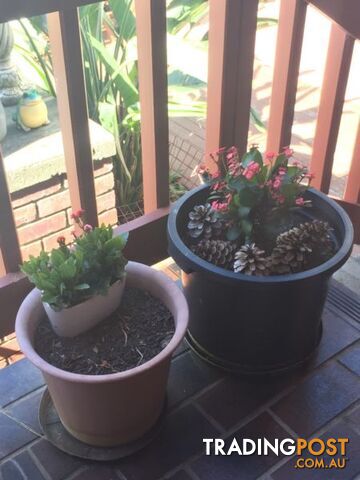 Natural and artificial plants. - photo 4 of 10