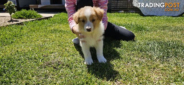 Border Collie Puppy - Wheaten colour.