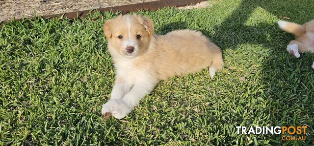 Border Collie Puppies - Wheaten colours.