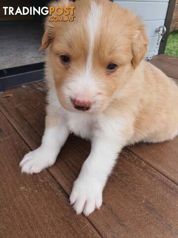 Border Collie Puppies - Blue Merle and Wheat colours.