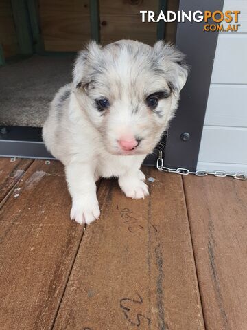 Border Collie Puppies - Blue Merle and Wheat colours.