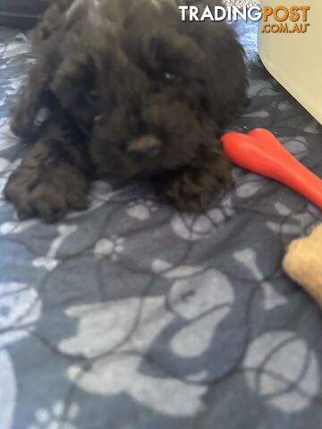 Cavoodle 2 female pups