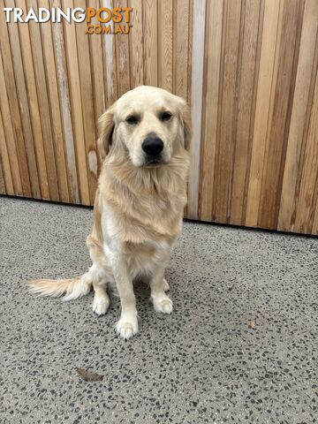 Golden Retriever Stud for Hire: Murphy – The Gentle Giant.