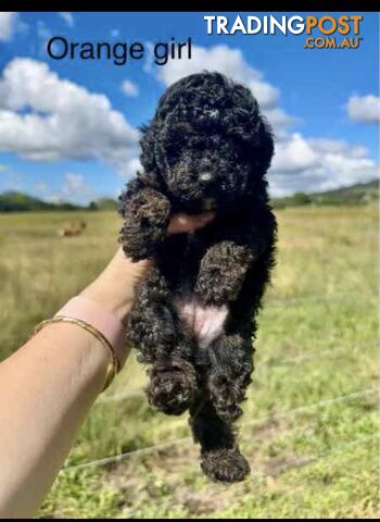 Toy Poodle Pups FORSALE