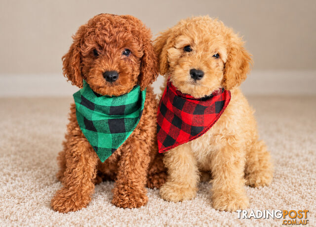 Two Toy Cavoodle Boys Available – Vet Checked & Microchipped