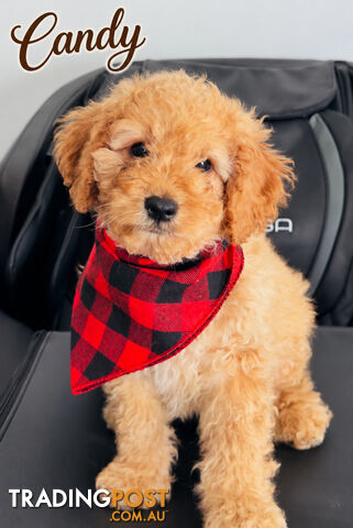 Only one Toy Cavoodle Boys Available now – Vet Checked & Microchipped