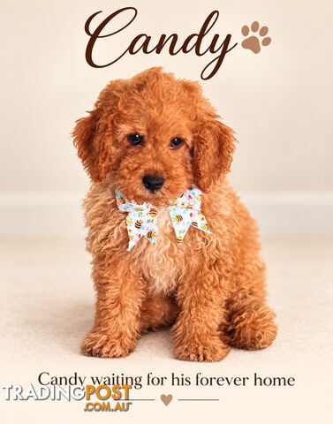 Only one Toy Cavoodle Boys Available now – Vet Checked & Microchipped