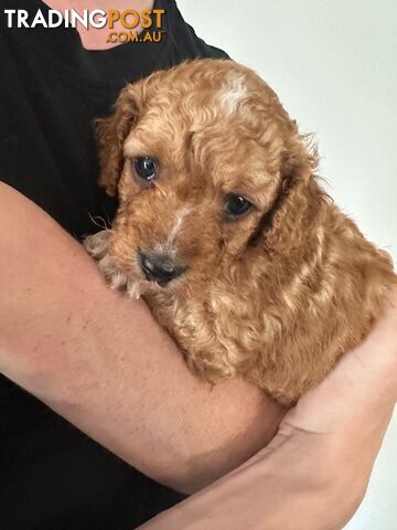 CAVOODLE PUPPIES 1F 1M RED!!!!