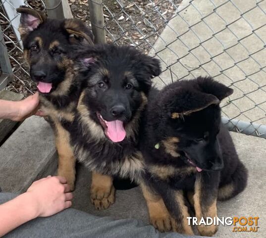 Trading post hot sale german shepherd puppies