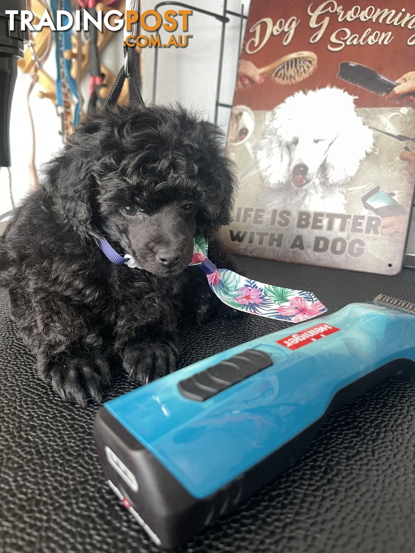 Poodle toy tiny dna clear show lines pedigree dad